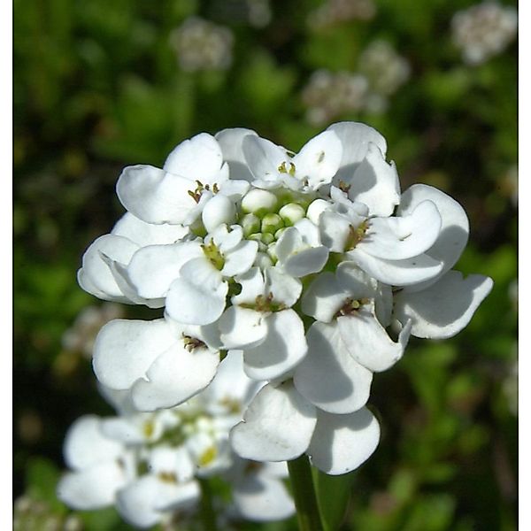 Schleifenblume Zwergschneeflocke - Iberis sempervirens günstig online kaufen