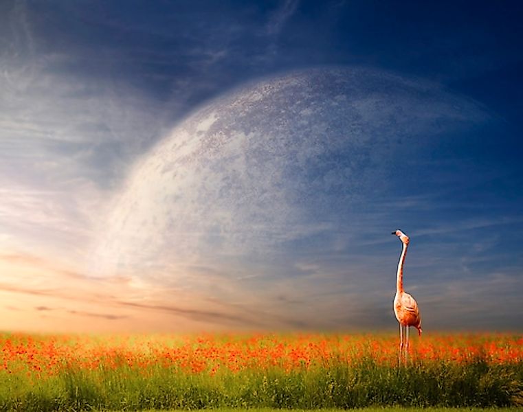 Papermoon Fototapete »Flamingo in Blumenwiese« günstig online kaufen