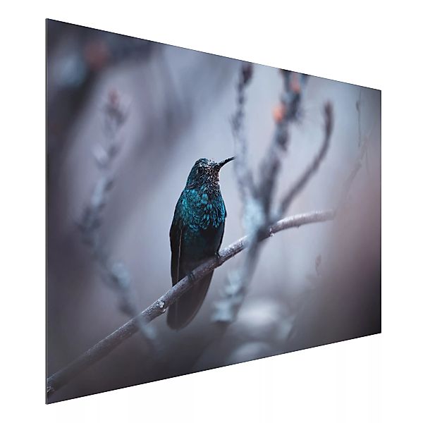 Alu-Dibond Bild Tiere - Querformat 3:2 Kolibri im Winter günstig online kaufen