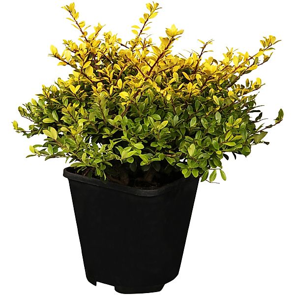 OBI Berg-Ilex Glorie Gem Höhe ca. 10 - 20 cm Topf ca. 2 l Ilex crenata günstig online kaufen