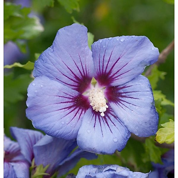 Garteneibisch Marina 60-80cm - Hibiscus günstig online kaufen