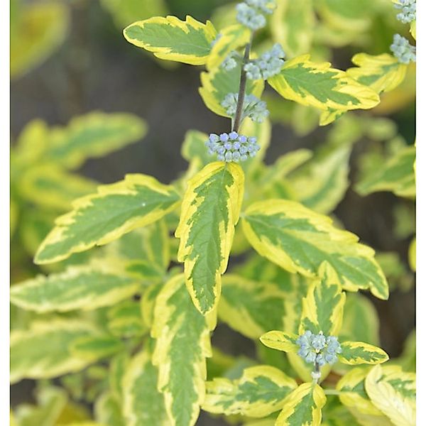 Bartblume Summer Sorbet 30-40cm - Caryopteris clandonensis günstig online kaufen