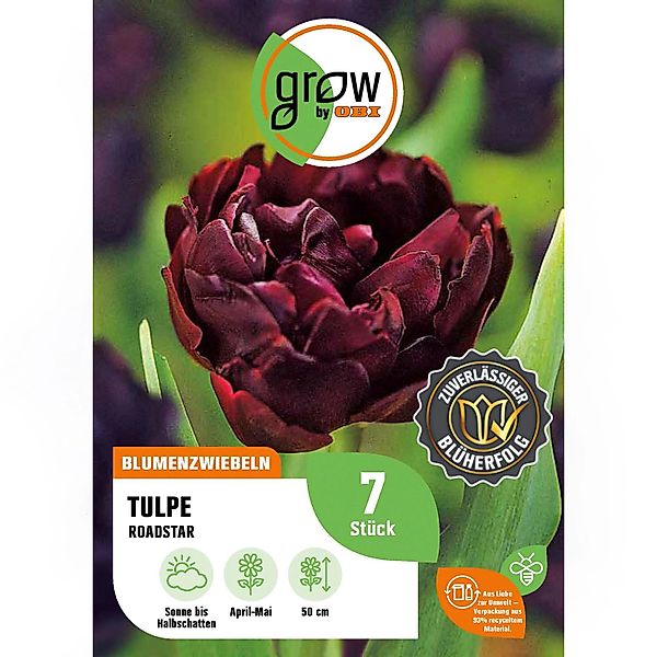 GROW by OBI Tulpe Roadstar Lila-Weiß 7 Stück Tulipa triumph Fontainebleau günstig online kaufen