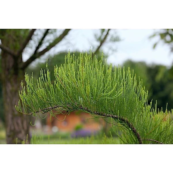 Taxodium Distichum Nutans Sumpfzypresse 100–125 cm günstig online kaufen