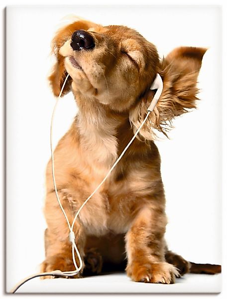 Artland Wandbild "Junger Hund hört Musik über Kopfhörer" Haustiere 1 Stk. t günstig online kaufen