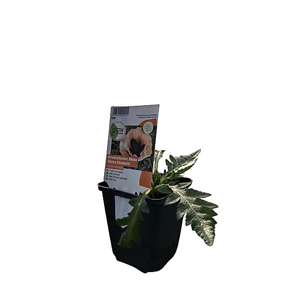GROW by OBI Orientalischer Mohn Helen Elisabeth Rosa T.-Ø ca. 9 x 9 cm Papa günstig online kaufen