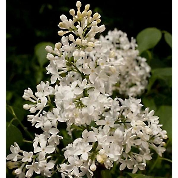 Edelflieder Schneeweißchen - Kircher-Collection 40-60cm - Syringa hyacinthi günstig online kaufen