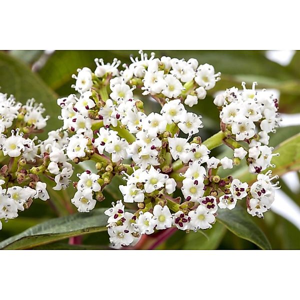 Viburnum Davidii Immergrüner Schneeball 40–60 cm günstig online kaufen