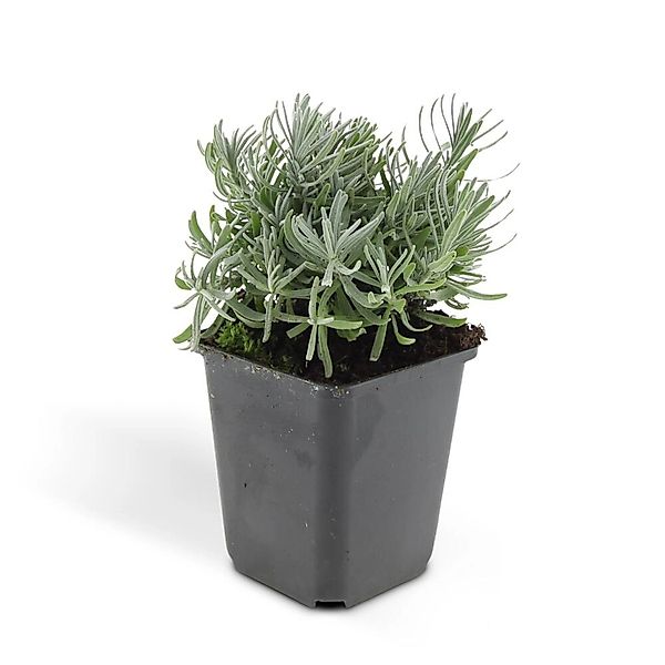 Exotenherz Lavendel Pflanze Lavandula Angustifolia Hidcote Echter Lavendel günstig online kaufen