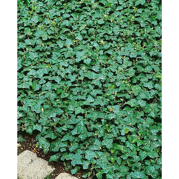Hedera Helix Plattensee Efeu Immergrün Ca. 9x9 cm Topf günstig online kaufen