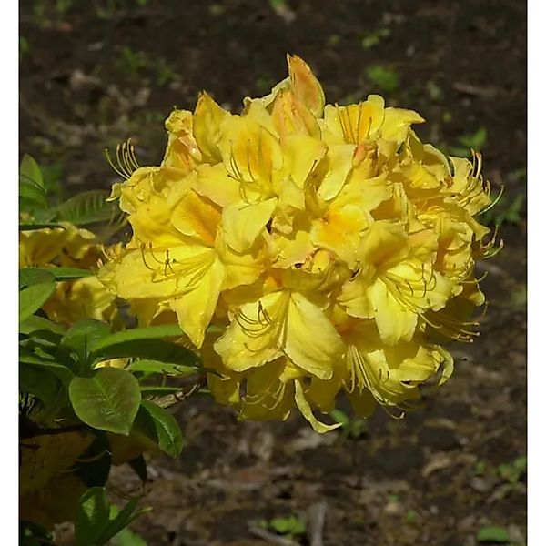 Azalee Golden Lights 40-50cm - Rhododendron,uteum - Alpenrose günstig online kaufen