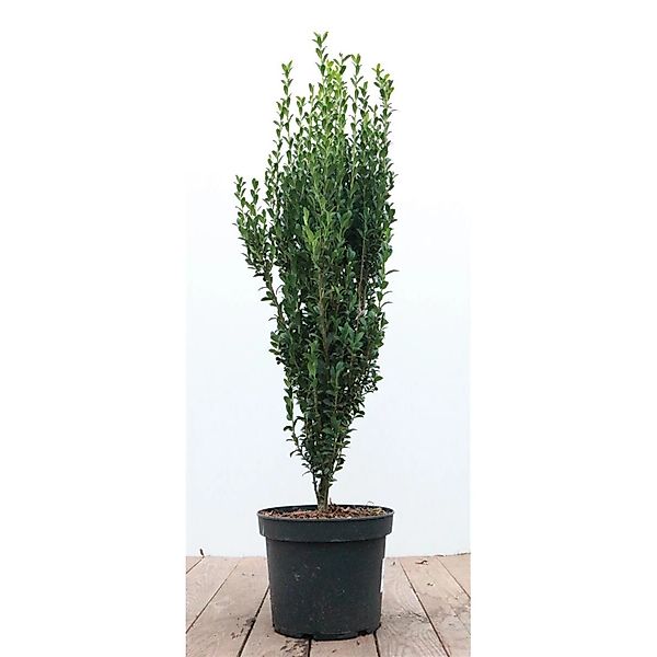 Ilex crenata 'Fastigiata' 60-80 cm günstig online kaufen