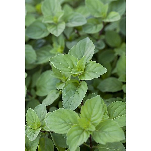 Mentha X Piperita Var. Citrata Lemon Zitronenminze Ca. 9x9 cm Topf günstig online kaufen