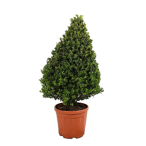 KENTIS Buxus Microphylla Faulkner in Kegelform H 80/100 cm Topf Ø 24 cm günstig online kaufen