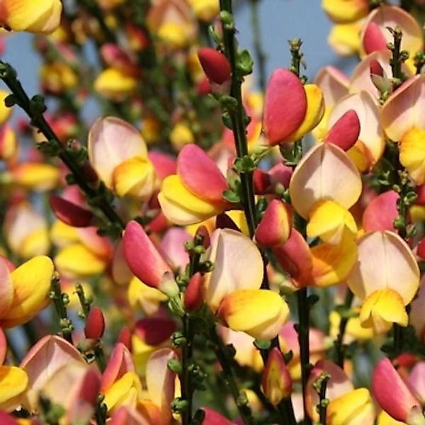 Schmuckginster La Coquette 60-80cm - Cytisus scoparius günstig online kaufen