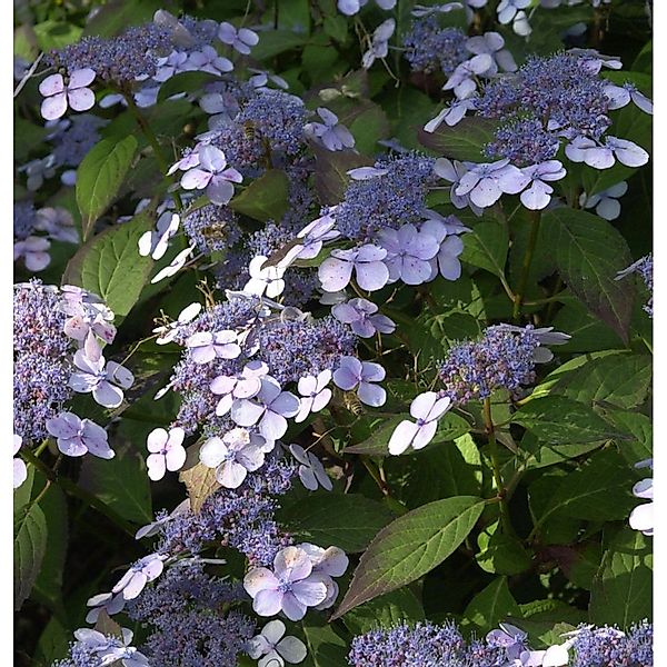 Kleinwüchsige Gartenhortensie Acuminata 30-40cm - Hydrangea serrata günstig online kaufen