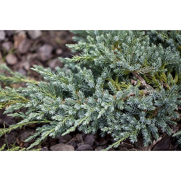 Juniperus Squamata Blue Swede Blauer Zwergwacholder 25–30 cm günstig online kaufen