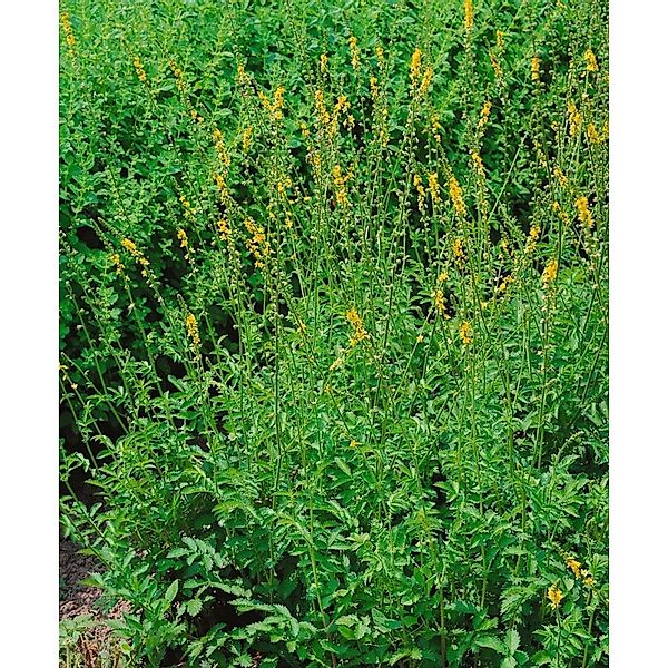 Agrimonia Eupatoria Odermennig Ca. 9x9 cm Topf günstig online kaufen