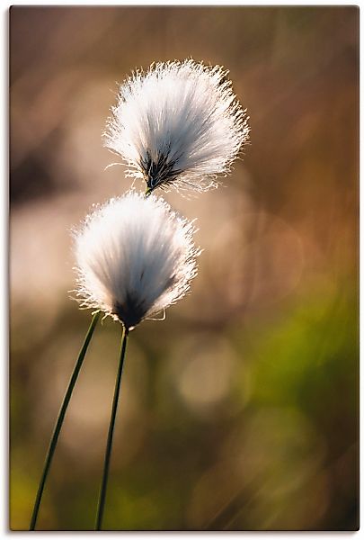 Artland Wandbild "Wollgras I" Gräser 1 Stk. tlg. als Alubild, Outdoorbild, günstig online kaufen