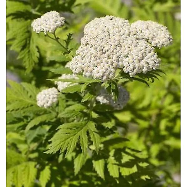 Großblättrige Wucherblume - Tanacetum macrophyllum günstig online kaufen