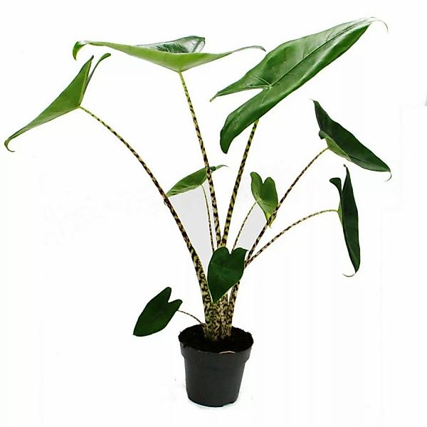 Exotenherz Alocasia Zebrina Tigerpfeilblatt 14cm Topf 35-45cm Hoch günstig online kaufen