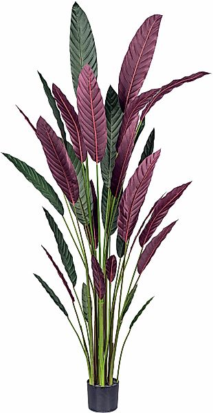 Creativ green Künstliche Zimmerpflanze "Stromanthe Thalia", mit grün-rotem günstig online kaufen