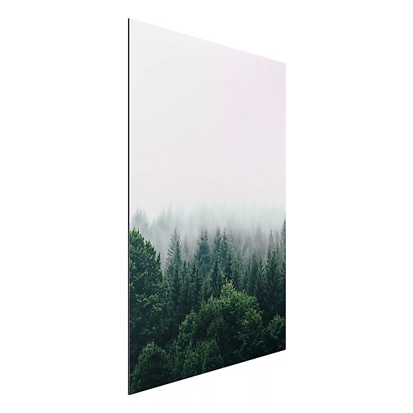 Alu-Dibond Bild Wald im Nebel Dämmerung günstig online kaufen