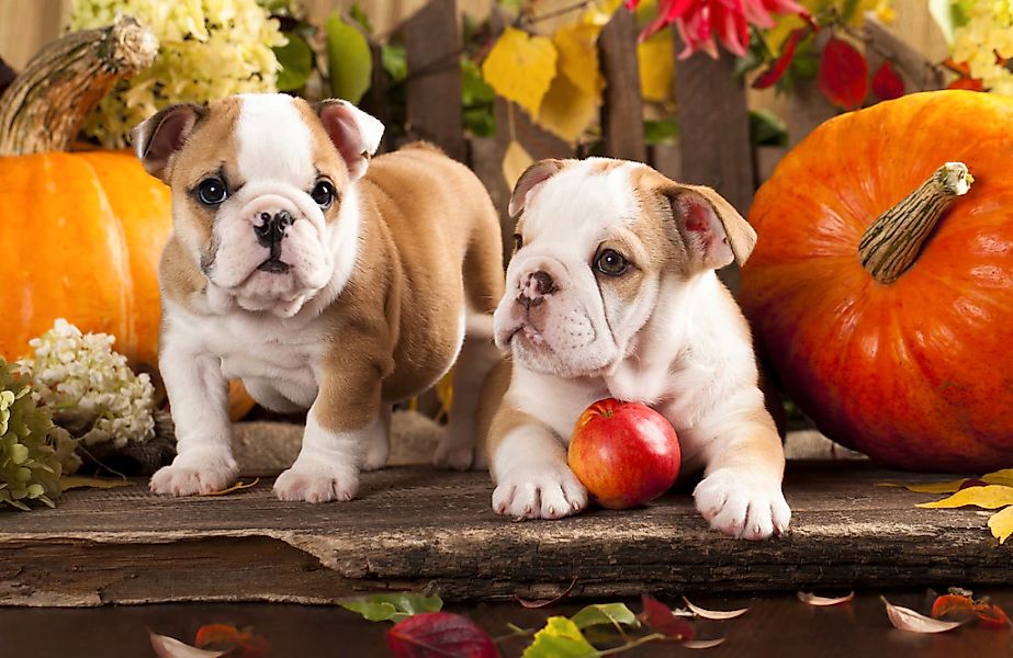 Papermoon Fototapete "BULLDOG-TIERE HUND BULLDOGE HUNDE WANDDEKO WANDBILD X günstig online kaufen