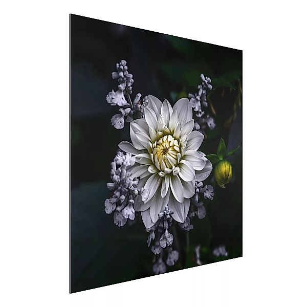 Alu-Dibond Bild Blumen - Quadrat Weiße Dahlie günstig online kaufen