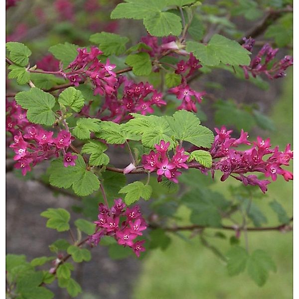 Blut Johannisbeere Pulborough Scarlet 100-125cm - Ribes sanguineum günstig online kaufen