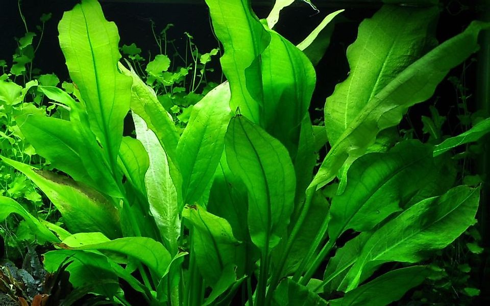 Aquaone Wasserpflanze Aquarium Pflanze Echinodorus bleheri im Topf Topf Nr. günstig online kaufen
