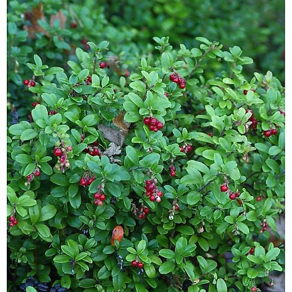 Preiselbeere Fire Balls 20-25cm - Vaccinium vitis idaea günstig online kaufen