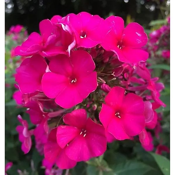Hohe Flammenblume Kirchenfürst - Phlox Paniculata günstig online kaufen