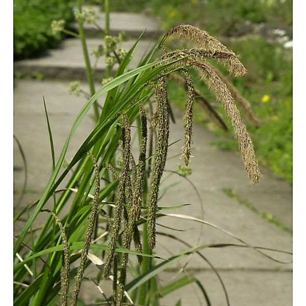 Riesensegge - Carex pendula günstig online kaufen