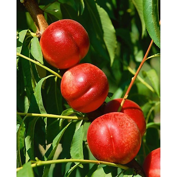 Prunus Nucipersica Fantasia Nektarine 150–200 cm Saftig-Süß günstig online kaufen