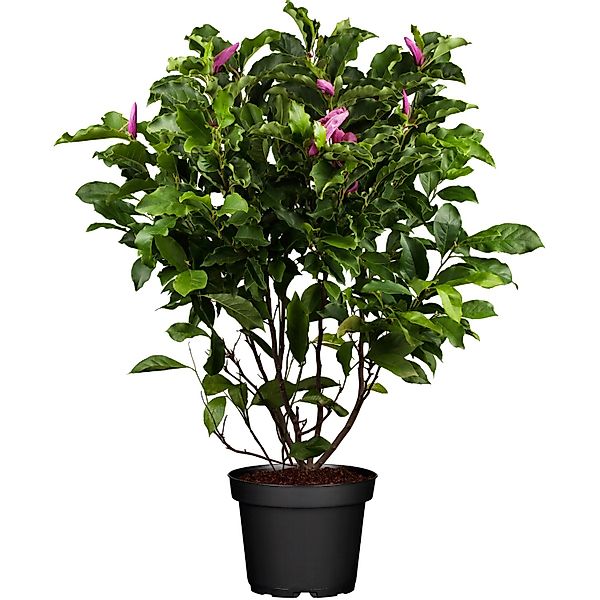 OBI Magnolie Susan Rosarot Höhe ca. 50 - 60 cm Topf ca. 5, Magnolia günstig online kaufen