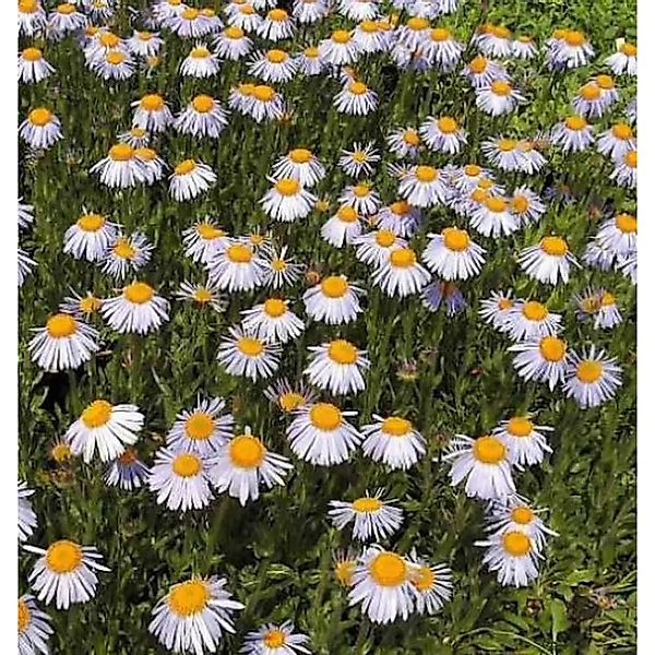 Frühsommeraster Berggarten - Aster tongolensis günstig online kaufen