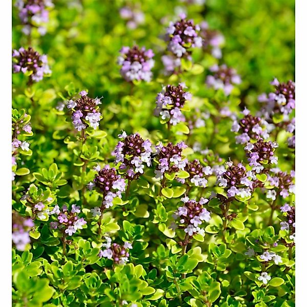 Breitblättrige Thymian E.B.Anderson - Thymus pulegioides günstig online kaufen