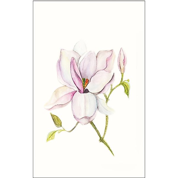 Komar Bild "Magnolia Shine" 1 Stk. tlg. Wandbild zur Dekoration - ohne Rahm günstig online kaufen