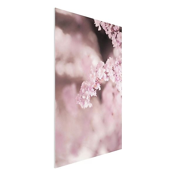 Forexbild Kirschblüte im Violetten Licht günstig online kaufen