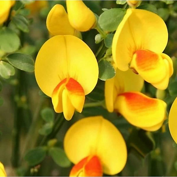 Schmuckginster Jessica 40-60cm - Cytisus scoparius günstig online kaufen