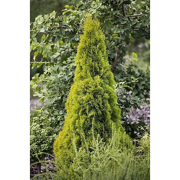 Thuja occidentalis 'Golden Smaragd' -R- 40-60 cm günstig online kaufen