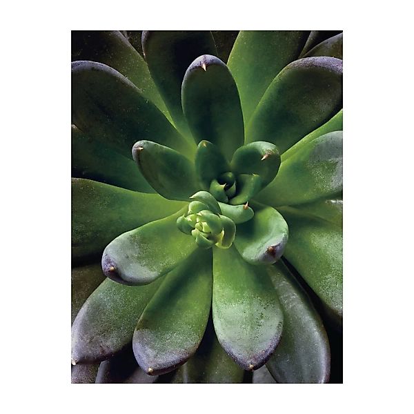 Komar Wandbild Succulent Single 40 cm x 50 cm günstig online kaufen