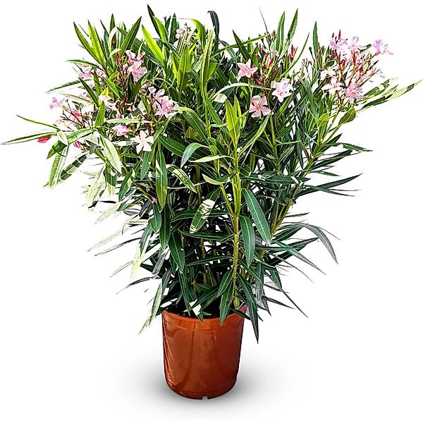 Sunny-Tree Oleander Farbe Rosa  100/120 cm  Nerium Oleander Pflanze für Dra günstig online kaufen