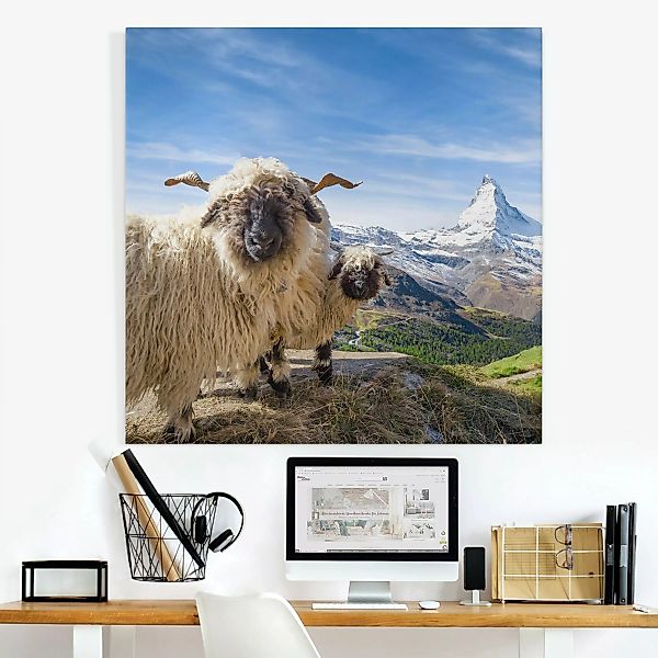 Leinwandbild Schwarznasenschafe von Zermatt günstig online kaufen