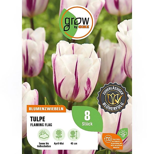 GROW by OBI Tulpe Flaming Flag Weiß/Pur 8 St.Tulipa triumph Flaming Flag Mi günstig online kaufen