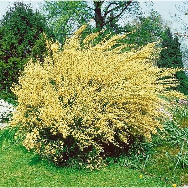 Cytisus Praecox Besenginster Gelb 30–40 cm günstig online kaufen