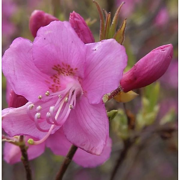 Rhododendron albrechtii 40-50cm günstig online kaufen
