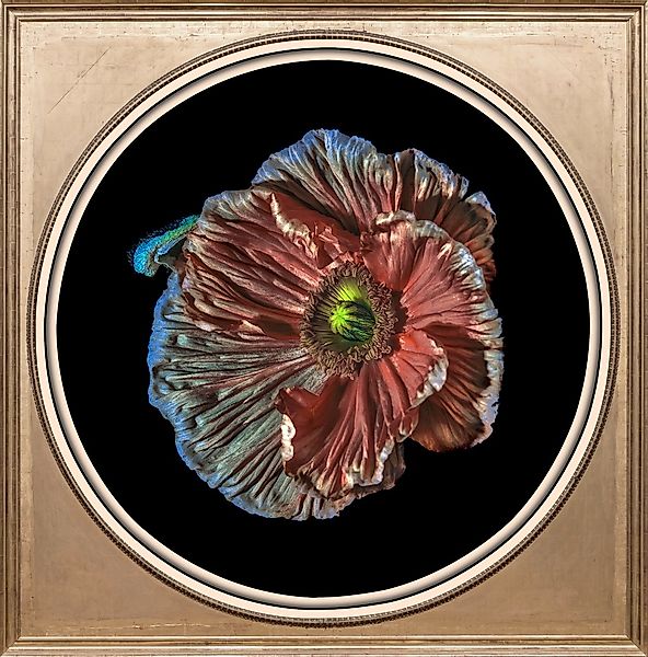 queence Acrylglasbild "Blume", Blumen-Blumenbilder-Kunst-Pflanzen-Pflanzenb günstig online kaufen