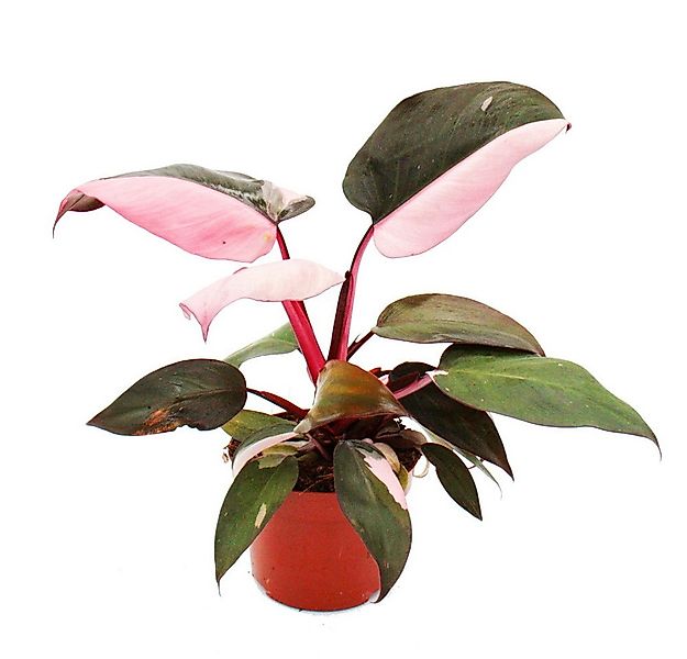 Exotenherz Zimmerpflanze Philodendron Pink Princess - pink-schwarzer Baumfr günstig online kaufen